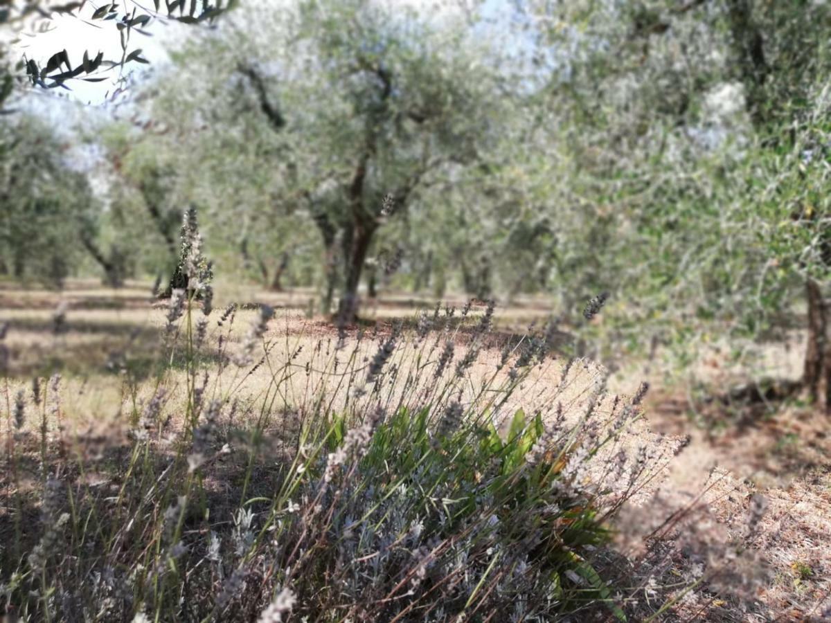 Nel Chianti Lungo La Francigena Apartment Коле Вал д'Елза Екстериор снимка